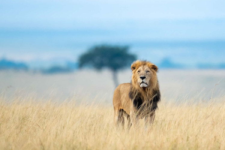 Geotours Maasai Mara 06_baf78_lg.jpg